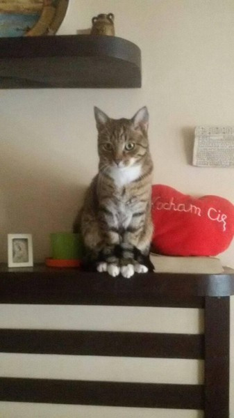 Dziś Światowy Dzień Zwierząt. Pokaż nam swojego pupila! [WASZE ZDJĘCIA]