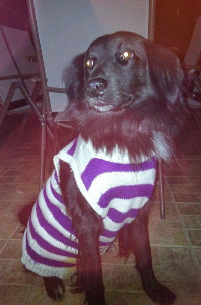 Dziś Światowy Dzień Zwierząt. Pokaż nam swojego pupila! [WASZE ZDJĘCIA]