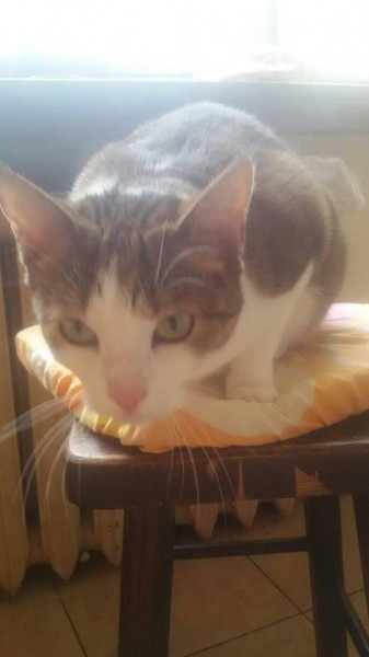 Dziś Światowy Dzień Zwierząt. Pokaż nam swojego pupila! [WASZE ZDJĘCIA]