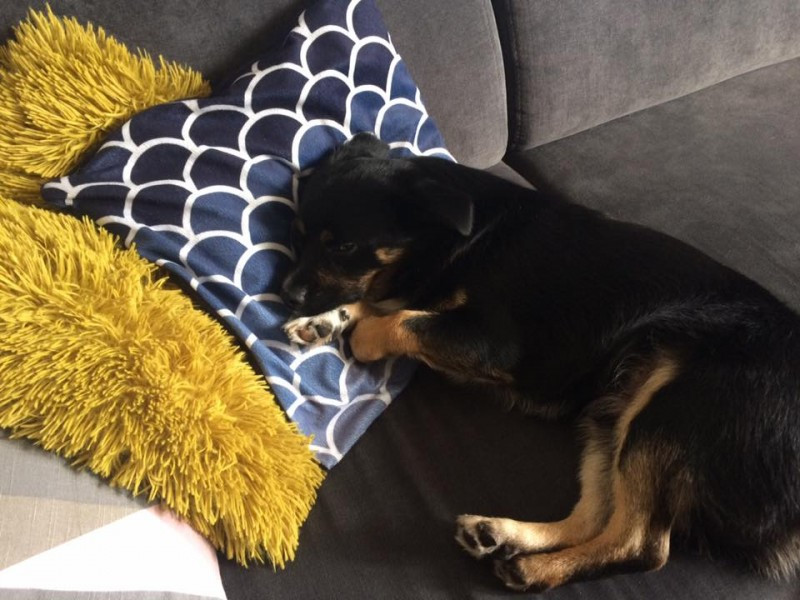 Dziś Światowy Dzień Zwierząt. Pokaż nam swojego pupila! [WASZE ZDJĘCIA]