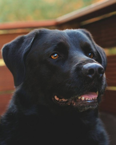 Dziś Światowy Dzień Zwierząt. Pokaż nam swojego pupila! [WASZE ZDJĘCIA]