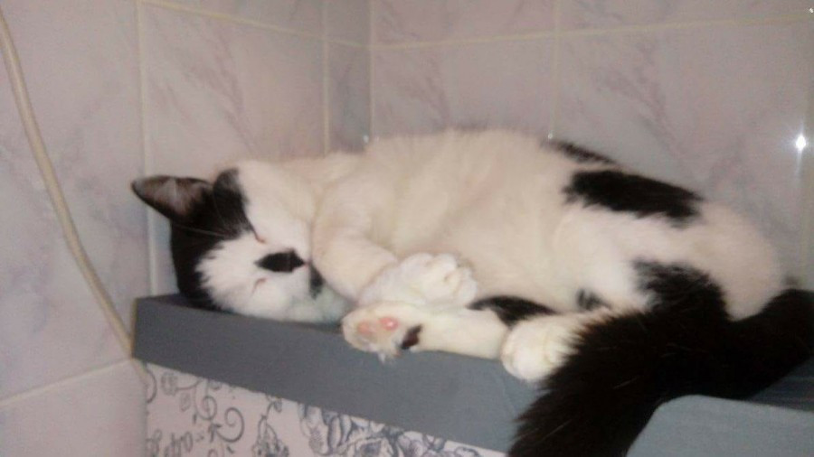 Dziś Światowy Dzień Zwierząt. Pokaż nam swojego pupila! [WASZE ZDJĘCIA]