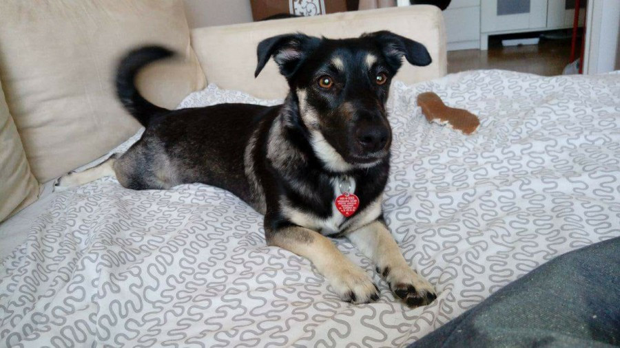 Dziś Światowy Dzień Zwierząt. Pokaż nam swojego pupila! [WASZE ZDJĘCIA]