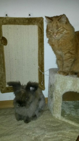 Dziś Światowy Dzień Zwierząt. Pokaż nam swojego pupila! [WASZE ZDJĘCIA]