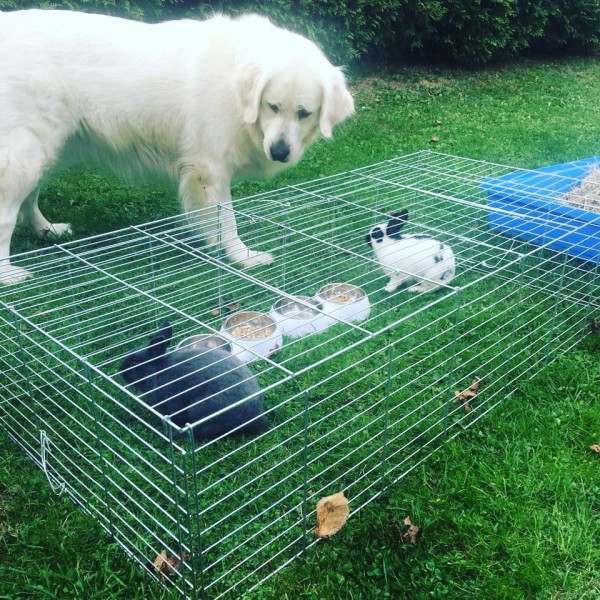 Dziś Światowy Dzień Zwierząt. Pokaż nam swojego pupila! [WASZE ZDJĘCIA]