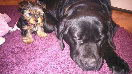 Dziś Światowy Dzień Zwierząt. Pokaż nam swojego pupila! [WASZE ZDJĘCIA]