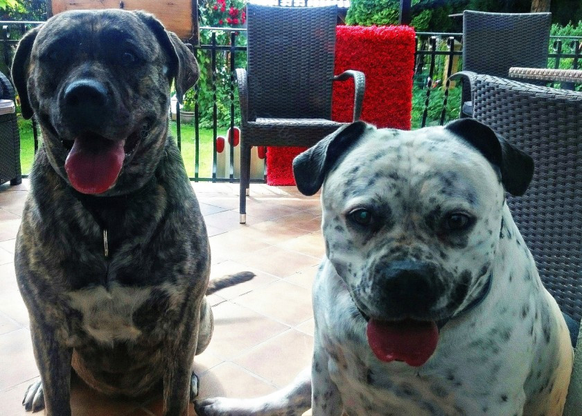 Dziś Światowy Dzień Zwierząt. Pokaż nam swojego pupila! [WASZE ZDJĘCIA]