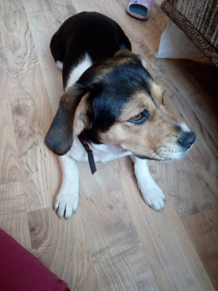 Dziś Światowy Dzień Zwierząt. Pokaż nam swojego pupila! [WASZE ZDJĘCIA]