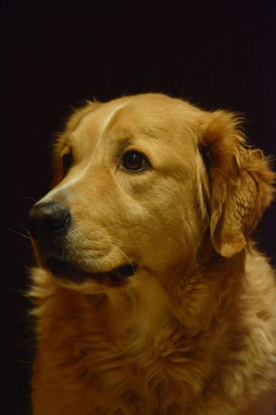 Dziś Światowy Dzień Zwierząt. Pokaż nam swojego pupila! [WASZE ZDJĘCIA]