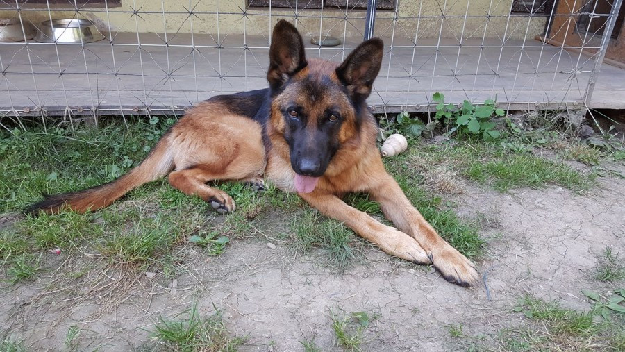 Dziś Światowy Dzień Zwierząt. Pokaż nam swojego pupila! [WASZE ZDJĘCIA]