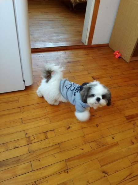 Dziś Światowy Dzień Zwierząt. Pokaż nam swojego pupila! [WASZE ZDJĘCIA]