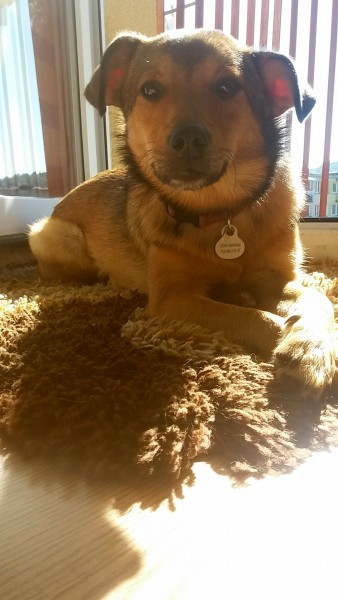 Dziś Światowy Dzień Zwierząt. Pokaż nam swojego pupila! [WASZE ZDJĘCIA]