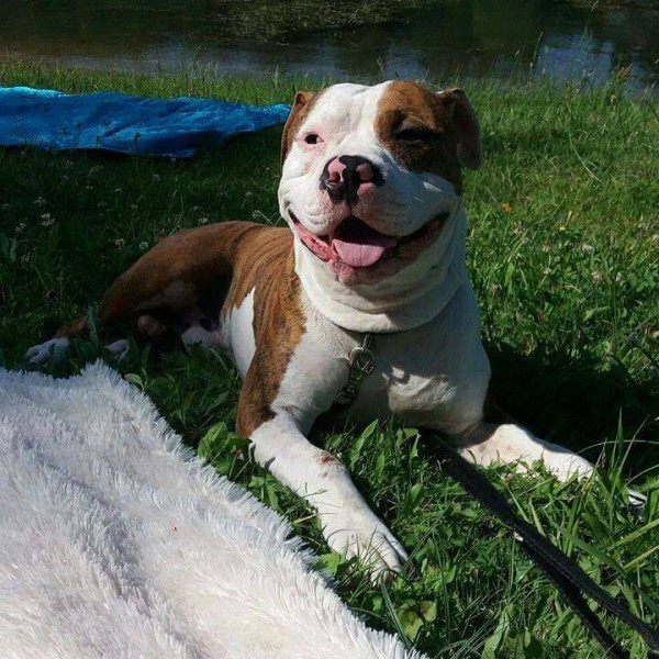 Dziś Światowy Dzień Zwierząt. Pokaż nam swojego pupila! [WASZE ZDJĘCIA]