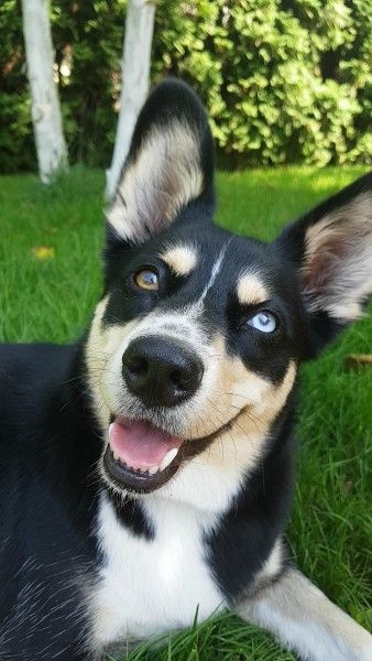 Dziś Światowy Dzień Zwierząt. Pokaż nam swojego pupila! [WASZE ZDJĘCIA]