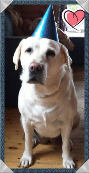 Dziś Światowy Dzień Zwierząt. Pokaż nam swojego pupila! [WASZE ZDJĘCIA]