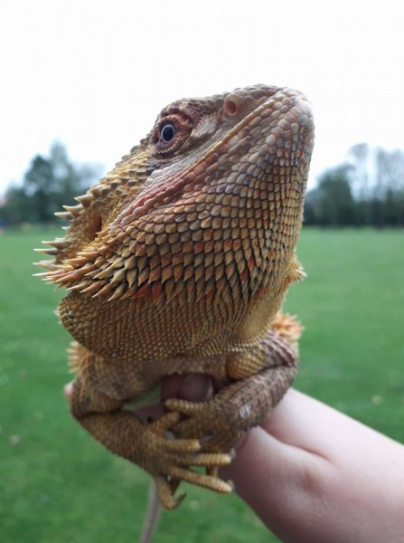 Dziś Światowy Dzień Zwierząt. Pokaż nam swojego pupila! [WASZE ZDJĘCIA]