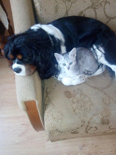 Dziś Światowy Dzień Zwierząt. Pokaż nam swojego pupila! [WASZE ZDJĘCIA]