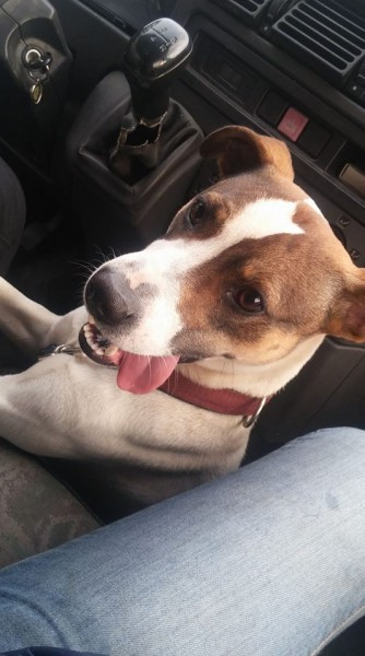 Dziś Światowy Dzień Zwierząt. Pokaż nam swojego pupila! [WASZE ZDJĘCIA]