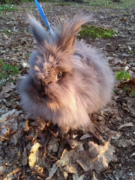 Dziś Światowy Dzień Zwierząt. Pokaż nam swojego pupila! [WASZE ZDJĘCIA]