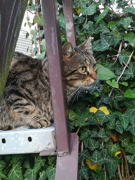 Dziś Światowy Dzień Zwierząt. Pokaż nam swojego pupila! [WASZE ZDJĘCIA]