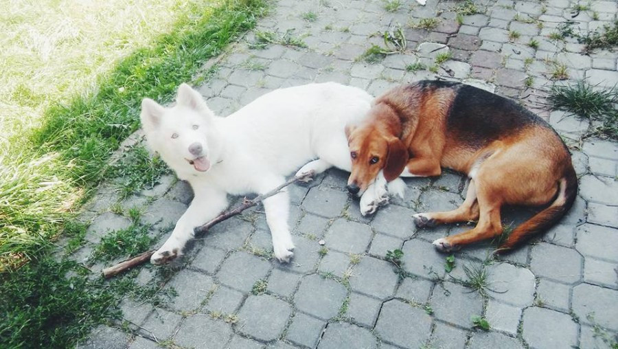 Dziś Światowy Dzień Zwierząt. Pokaż nam swojego pupila! [WASZE ZDJĘCIA]