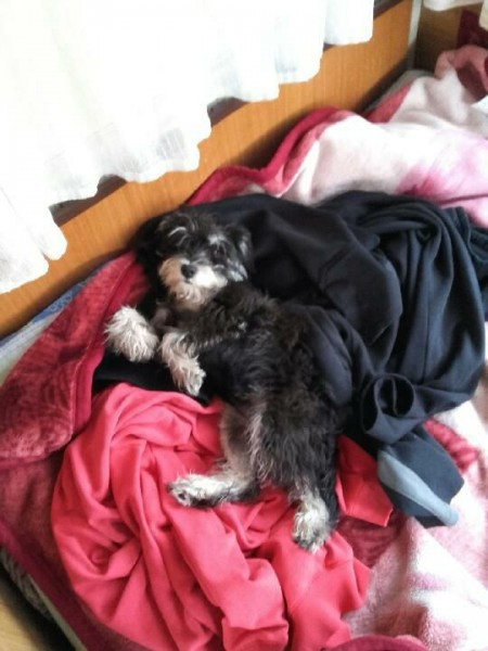 Dziś Światowy Dzień Zwierząt. Pokaż nam swojego pupila! [WASZE ZDJĘCIA]