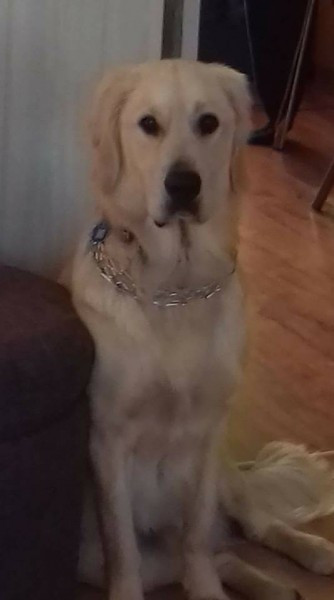 Dziś Światowy Dzień Zwierząt. Pokaż nam swojego pupila! [WASZE ZDJĘCIA]