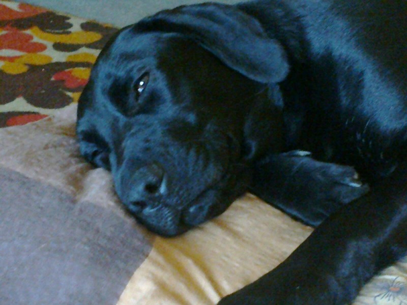 Dziś Światowy Dzień Zwierząt. Pokaż nam swojego pupila! [WASZE ZDJĘCIA]