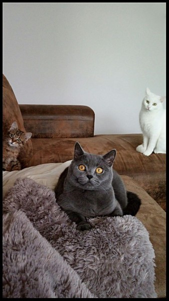 Dziś Światowy Dzień Zwierząt. Pokaż nam swojego pupila! [WASZE ZDJĘCIA]