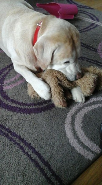 Dziś Światowy Dzień Zwierząt. Pokaż nam swojego pupila! [WASZE ZDJĘCIA]