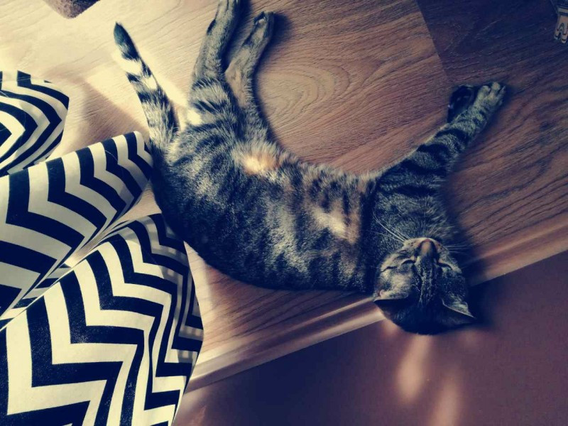 Dziś Światowy Dzień Zwierząt. Pokaż nam swojego pupila! [WASZE ZDJĘCIA]