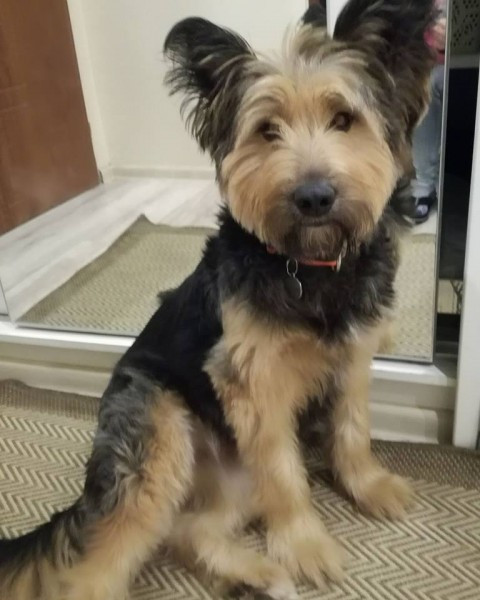 Dziś Światowy Dzień Zwierząt. Pokaż nam swojego pupila! [WASZE ZDJĘCIA]