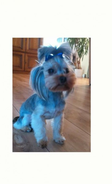 Dziś Światowy Dzień Zwierząt. Pokaż nam swojego pupila! [WASZE ZDJĘCIA]