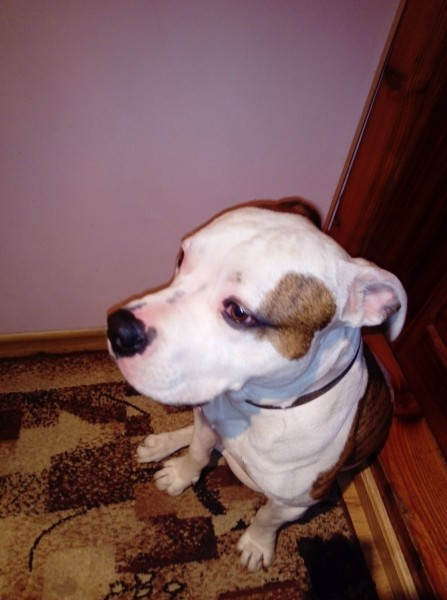 Dziś Światowy Dzień Zwierząt. Pokaż nam swojego pupila! [WASZE ZDJĘCIA]