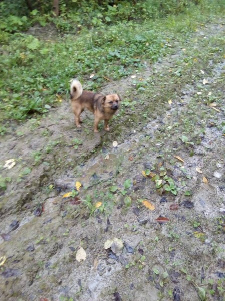 Dziś Światowy Dzień Zwierząt. Pokaż nam swojego pupila! [WASZE ZDJĘCIA]