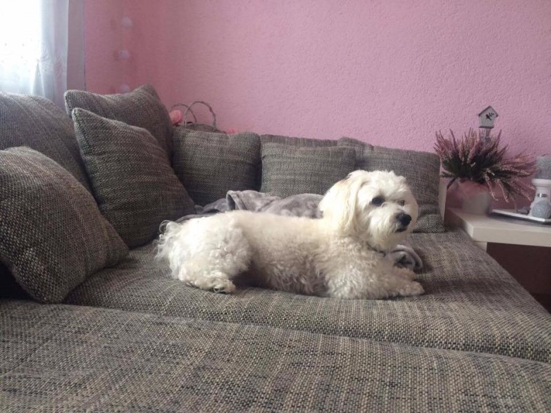 Dziś Światowy Dzień Zwierząt. Pokaż nam swojego pupila! [WASZE ZDJĘCIA]