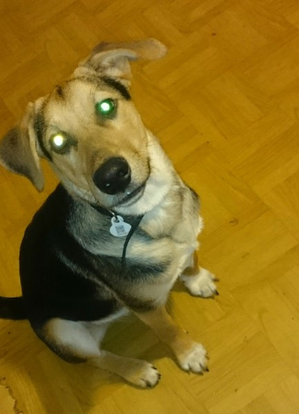 Dziś Światowy Dzień Zwierząt. Pokaż nam swojego pupila! [WASZE ZDJĘCIA]