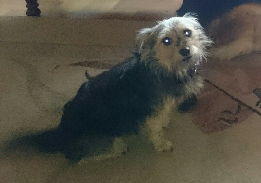 Dziś Światowy Dzień Zwierząt. Pokaż nam swojego pupila! [WASZE ZDJĘCIA]