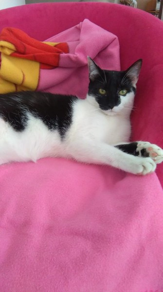 Dziś Światowy Dzień Zwierząt. Pokaż nam swojego pupila! [WASZE ZDJĘCIA]