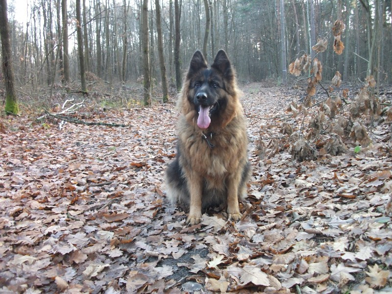 Dziś Światowy Dzień Zwierząt. Pokaż nam swojego pupila! [WASZE ZDJĘCIA]