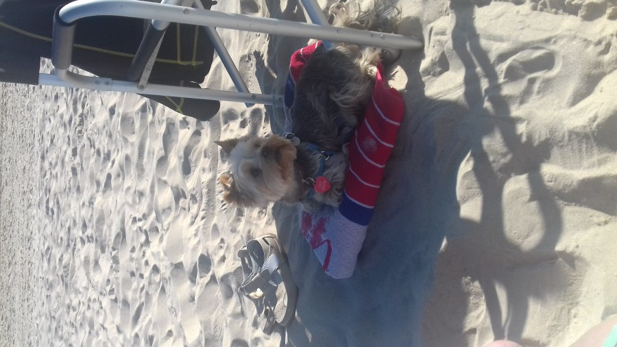 Dziś Światowy Dzień Zwierząt. Pokaż nam swojego pupila! [WASZE ZDJĘCIA]