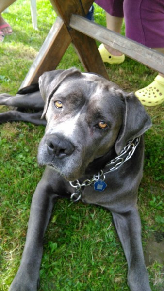 Dziś Światowy Dzień Zwierząt. Pokaż nam swojego pupila! [WASZE ZDJĘCIA]