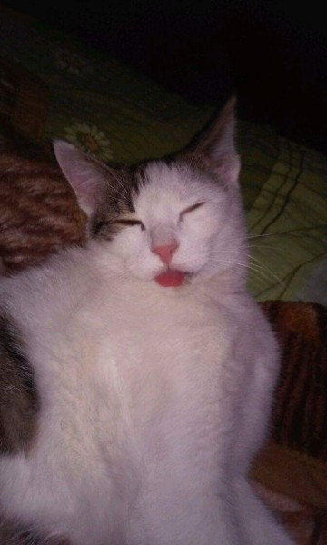 Dziś Światowy Dzień Zwierząt. Pokaż nam swojego pupila! [WASZE ZDJĘCIA]