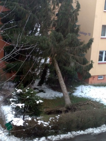Wichury sieją spustoszenie [WASZE ZDJĘCIA]