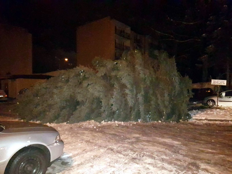 Bubel i to niebezpieczny [ZDJĘCIA]