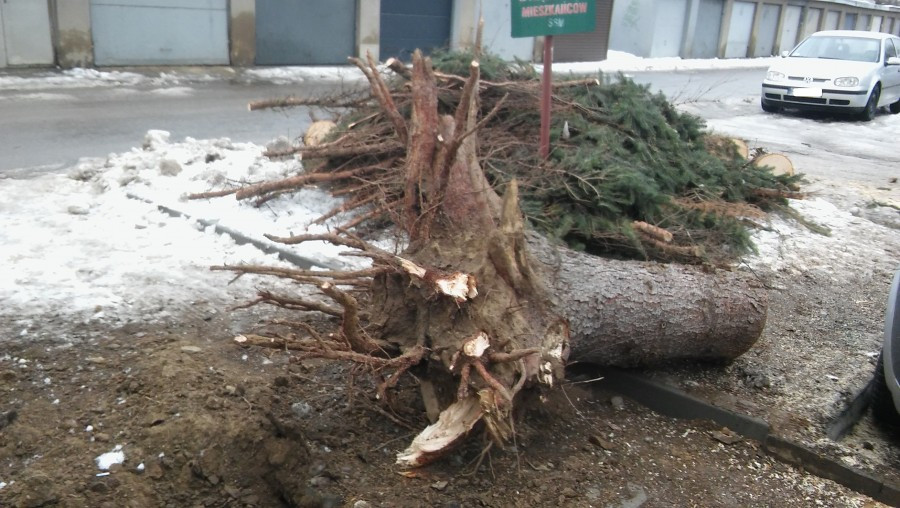 Bubel i to niebezpieczny [ZDJĘCIA]
