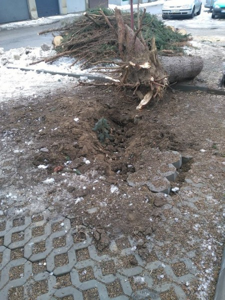 Bubel i to niebezpieczny [ZDJĘCIA]