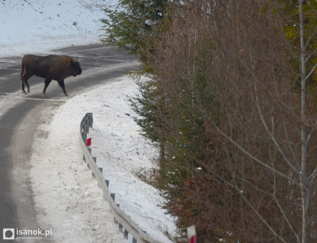 Żubry wyszły na drogę wojewódzką w Olchowcu (FOTO)