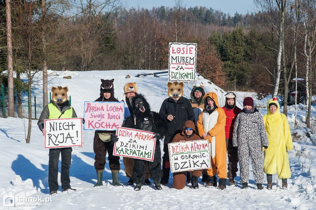Ludzie w przebraniu stanęli na drodze myśliwych. Bronią dzików.