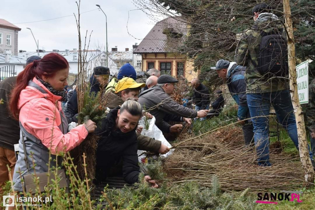 Drzewko dla sanoczan